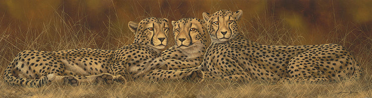 Andrew Bone - The Cheetah Coalition (2018)